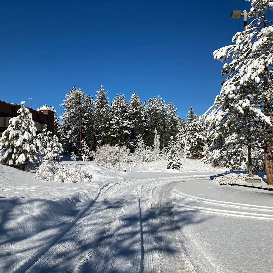 Busier than a Bee Roadside Assistance